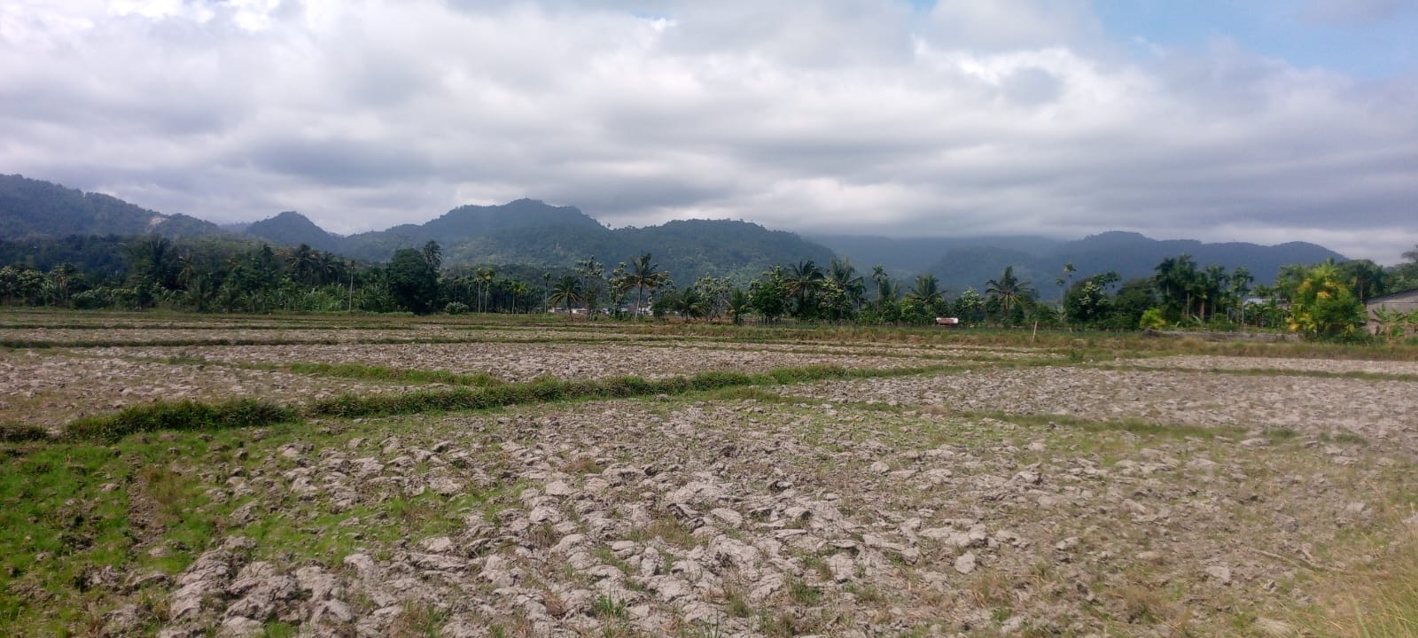 Anggota DPRA Tgk.H.Attarmizi : Saluran Irigasi Tersier Tidak Berfungsi di Kemukiman Blang Baru, Lahan Sawah Terancam Gagal Tanam