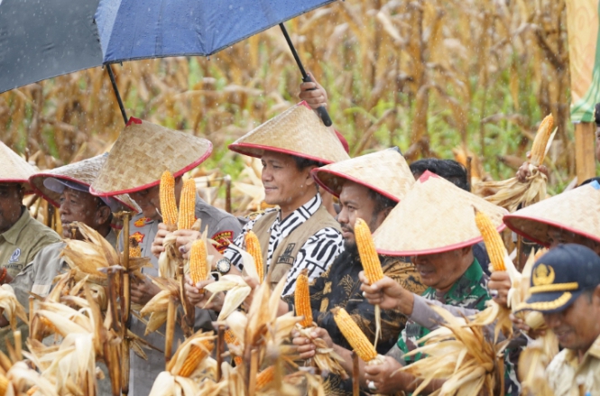 Wujudkan Ketahanan Pangan, Bupati H Mirwan Panen Jagung di Trumon Tengah