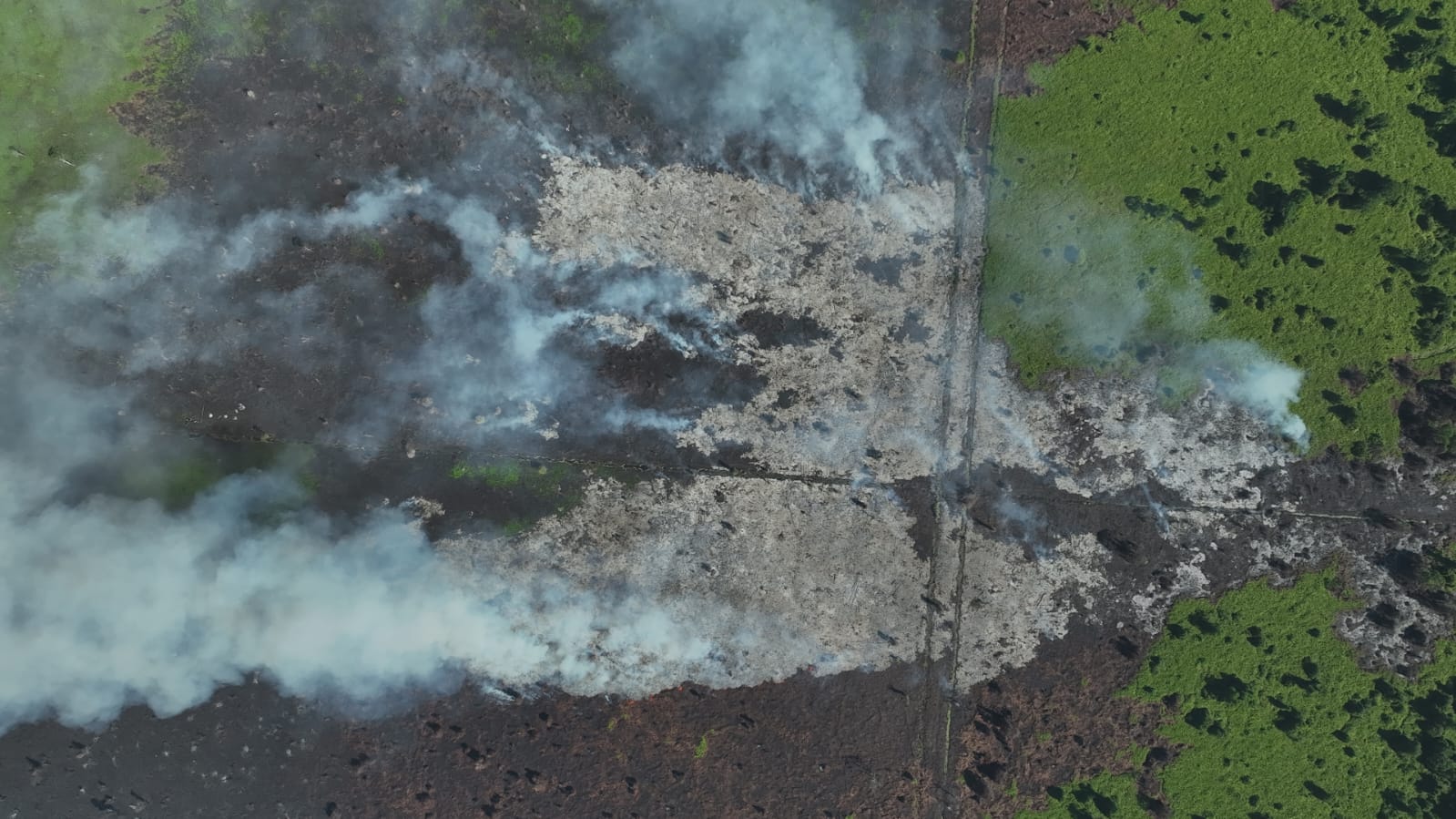 HAkA Temukan 72 Ha Hutan Aceh Selatan Terbakar di Kawasan PT ALIS