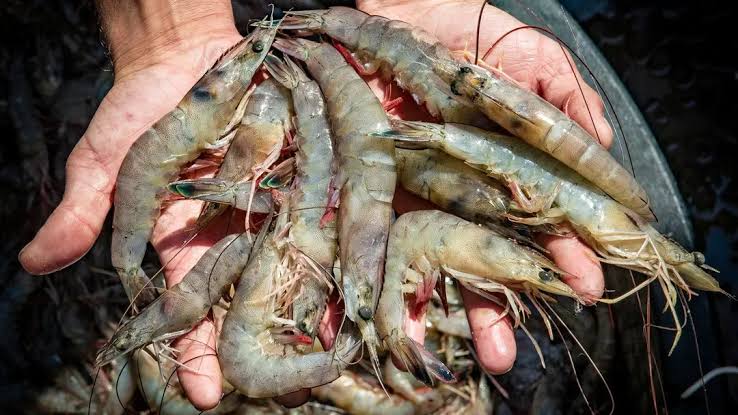 Harga Udang Vaname Anjlok, Masady Manggeng : Ribuan Petambak di Aceh Terancam Gulung Tikar